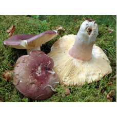 Мицелий Сыроежки лайковой / Сыроежка зелёно-красная (Russula alutacea)